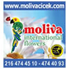 Moliva �i�ek�ilik - Moliva, Moliva �i�ek, �i�ek, �i�ek�i, Moliva �i�ek�ilik, flower, flowers, moliva flowers, florist, florist, g�l ,lale, menek�e, orkide