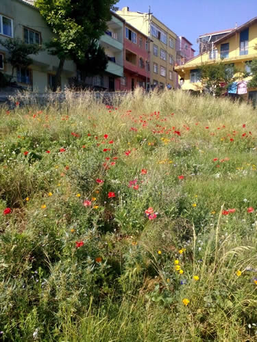 Yllarca atl durumda kalm arazilerin kirlilikten arndrlmas sonras iek dikimine elverili hale gelmesi iin traktrlerle yaplan srm 2 ayda tamamland.