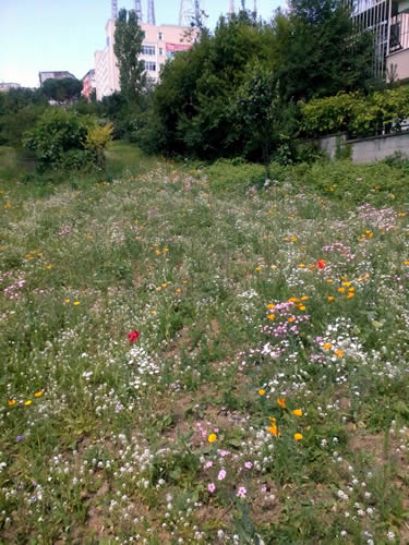 Üsküdar'daki  sahiplerinin ve sorumluların ilgilenmediği boş arsalar, belediyenin çalışmalarıyla birer çiçek bahçesine dönüştü.