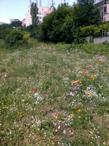 skdar'daki  sahiplerinin ve sorumlularn ilgilenmedii bo arsalar, belediyenin almalaryla birer iek bahesine dnt.