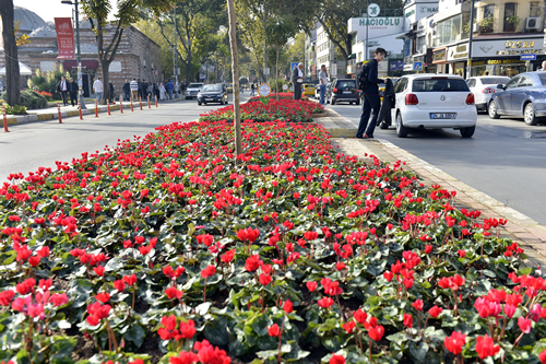 Üsküdar için çalışan Üsküdar Belediyesi bu kapsamda ilçede bulunan park, bahçe ve yeşil alanların bakımını yaparken; yol kenarlarına, parklara, refüjlere ve kavşaklara da kışlık çiçek ekimi yaptı.