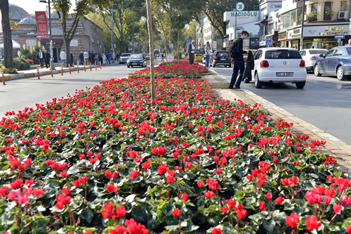 skdar iin alan skdar Belediyesi bu kapsamda ilede bulunan park, bahe ve yeil alanlarn bakmn yaparken; yol kenarlarna, parklara, refjlere ve kavaklara da klk iek ekimi yapt.