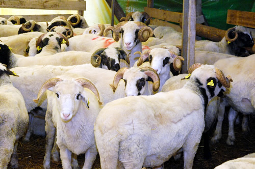 te yandan bayramda kaacak ya da kamay deneyecek kurbanlklar iin belediye tarafndan Yakalama Timi kuruldu.