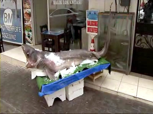 Marmara Denizi'nde balıkçıların ağına takılan 400 kilogram ağırlığında pamuk cinsi köpek balığı Üsküdar'da balıkçı tezgahında sergileniyor.