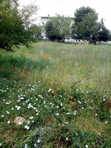 Temizlik leri Mdr Salih Uzun, ''skdar Kr Bahesi'' projesiyle birlikte hem skdar' daha bir gzelletirmeyi hem de daha salkl alanlar oluturmay hedefledik