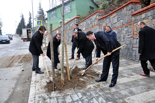 skdar Belediyesi, ile genelindeki parklar yeillendirmekle kalmyor ayn zamanda cadde kenarlarna da vatandalarn talepleri dorultusunda hlamur fidanlar dikiyor.