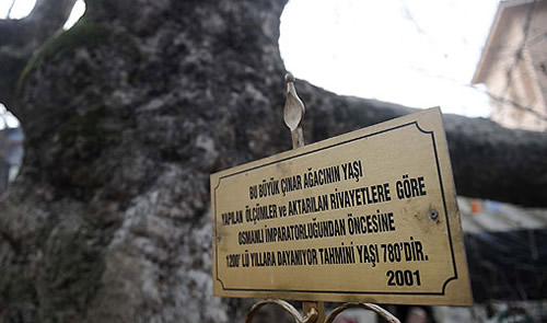 Çengelköy'deki çınar ağacının yaşı, yapılan ölçümler ve aktarılan rivayetlere göre Osmanlı İmparatorluğu öncesine 1200'lü yıllara dayanıyor