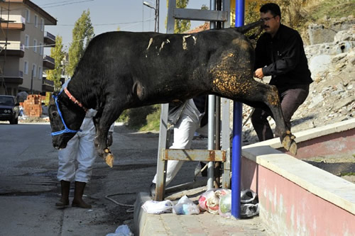 skdar'dan Kurban Bayram Manzaralar