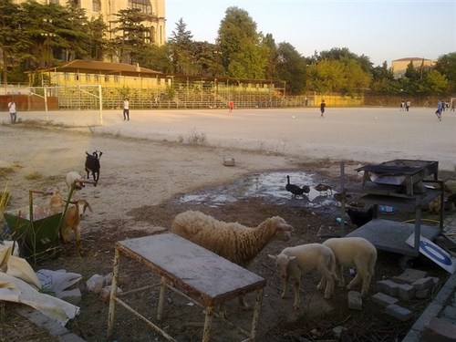 Üsküdar ilçesinde amatör futbolun yükünü çeken statlardan Haydarpaşa Stadı adeta çiftliğe döndü.
