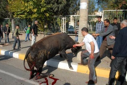 Kurban vahetinin cezas akland