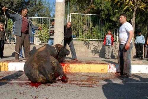 Kurban vahetinin cezas akland