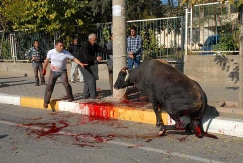 Kurban vahetinin cezas akland