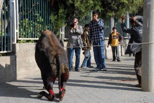 Kurban vahetinin cezas akland