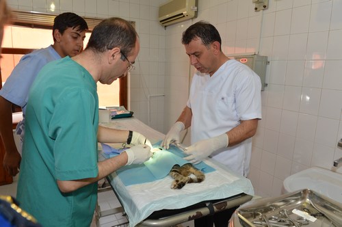 MEB'nn ilk hayvan hastanesi hizmete skdar'da ald