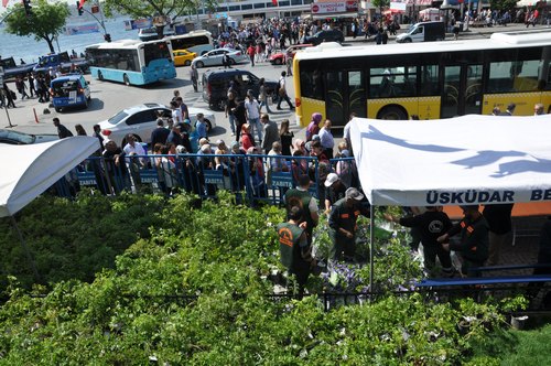 skdar 9. Mor Salkm Erguvan ve Mimoza enlii
