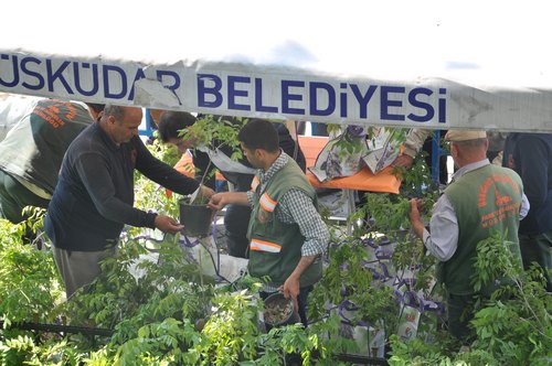 skdar 9. Mor Salkm Erguvan ve Mimoza enlii