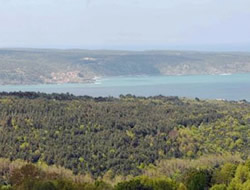 2B stanbul'u orman ehri yapacak
