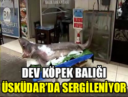 Marmara'dan kan Jaws skdar'da sergilendi