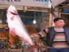 İstanbul'a Balık Borsası Geliyor