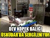 Marmara'dan kan Jaws skdar'da sergilendi