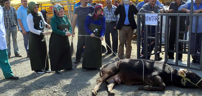 skdar Belediyesi Kurban Bayram'na Hazr