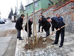 skdar Ihlamur fidanlaryla bezeniyor