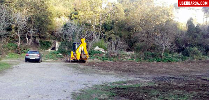 skdar Kuzguncuk Bostan'nda yaban domuzu heyecan yaanyor