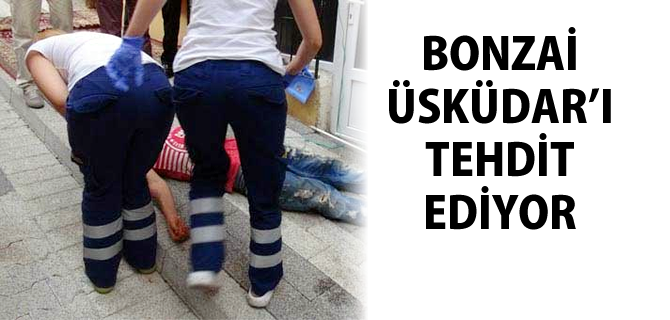 skdar'da Bonzai tehlikesi byyor