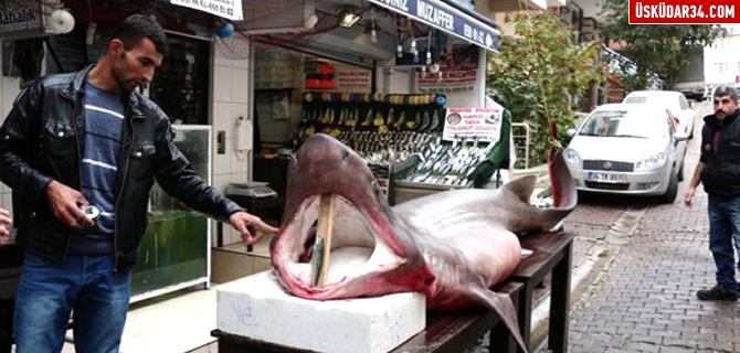 Üsküdar'da dev köpek balığı yakalandı