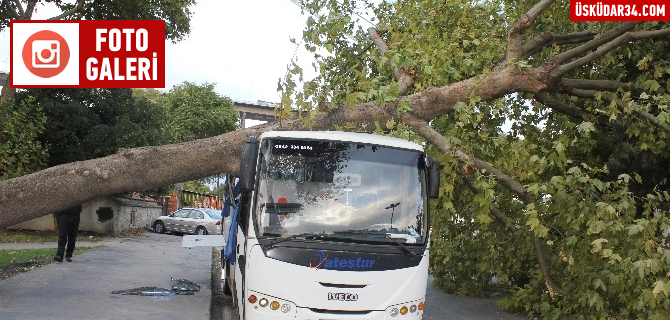 Üsküdar'da etkili olan fırtına ağaçları devirdi